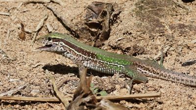 Giant Ameiva 2