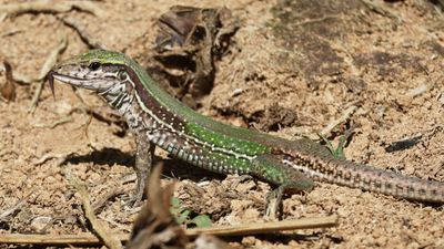 Giant ameiva