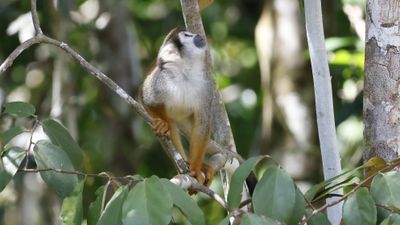 Squirrel Monkey 2.jpg
