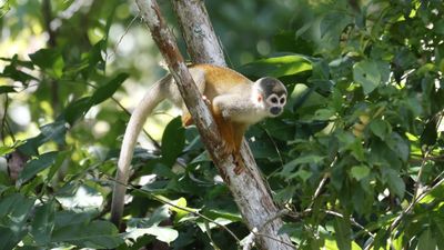 Squrrel Monkey 3.jpg
