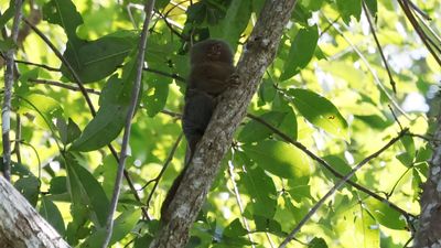 Pygmy Marmoset2.jpg