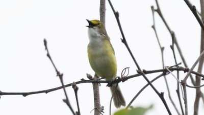 _MG_0947 White eyed vireo.jpg