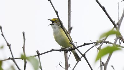 _MG_0949 White eyed vireo.jpg