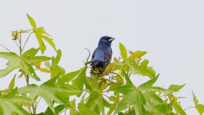 _MG_1020 Blue Grosbeak.jpg