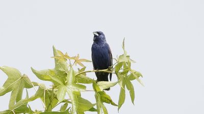 _MG_1032 Blue Grosbeak.jpg