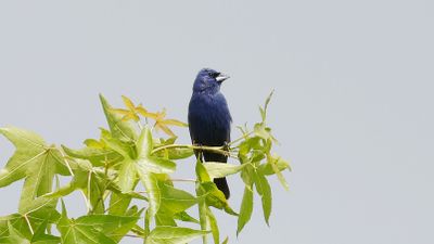 _MG_1062 Blue Grosbeak.jpg