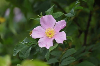 _MG_1177 Swamp Rose.jpg
