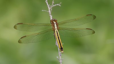 _MG_1215 Needham's Skimmer.jpg