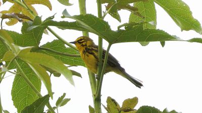 _MG_1224 Prairie Warbler.jpg