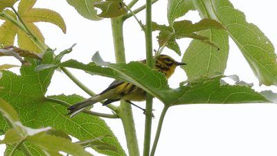 _MG_1229 Prairie Warbler.jpg