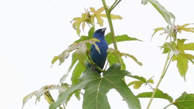 _MG_1236 Indigo Bunting.jpg