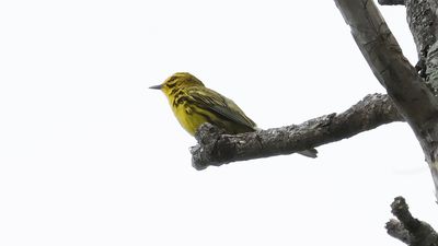 _MG_1284 Prairie Warbler.jpg