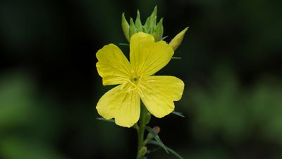 _MG_1303 Evening Primrose.jpg
