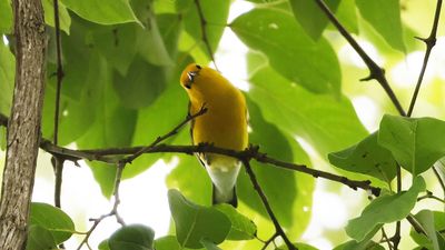 _MG_1310 Prothonotary Warbler.jpg