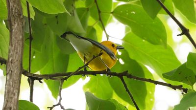 _MG_1313 Prothonotary Warbler.jpg