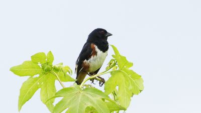 _MG_1326 Towhee.jpg