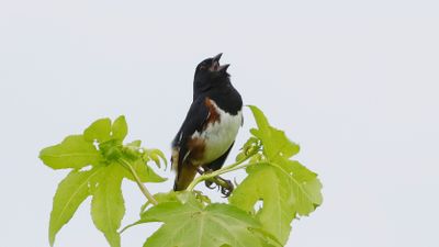 _MG_1338 Towhee.jpg