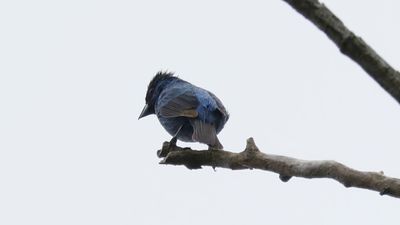_MG_1347 Indigo Bunting.jpg