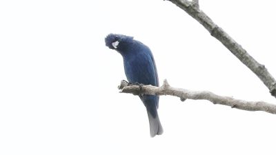 _MG_1348 Indigo Bunting.jpg