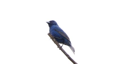 _MG_1367 Indigo Bunting.jpg