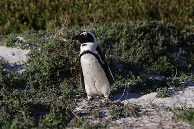 _MG_5517.jpg