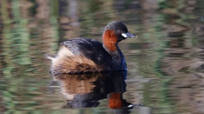 _MG_6280 Little Grebe.jpg