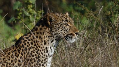 _MG_6766 Leopard Behind Tree Closeup.jpg