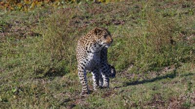 _MG_6783 Leopard Walking.jpg
