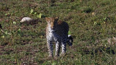 _MG_6789 Leopard Walking.jpg