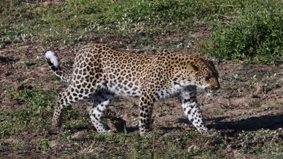 _MG_6815 Leopard Walking.jpg
