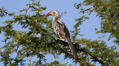 _MG_6844 Southern Red Hornbill.jpg