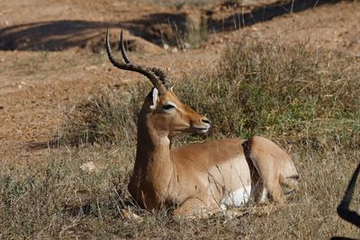 _MG_6846 Impala Buck.jpg