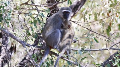 _MG_6952 Monkeys.jpg