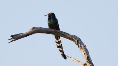 _MG_7152 Green Woodhoopoe.jpg