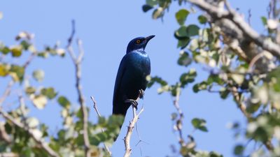 _MG_7325 Cape starling.jpg