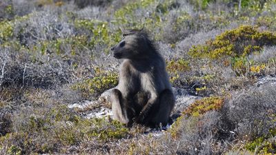_MG_5509 Cape Baboon.jpg