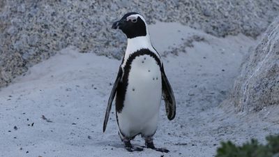 _MG_5535 Penguin.jpg