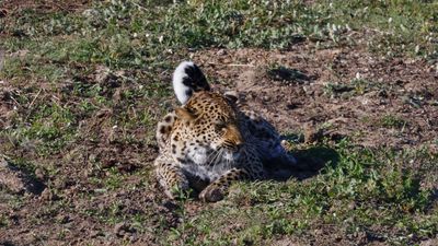 _MG_6812 Leopard laying down.jpg