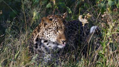 _MG_6826 Leopard in Grass.jpg