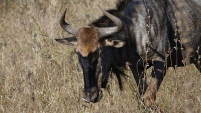 _MG_6870 Wildebeest closeup.jpg