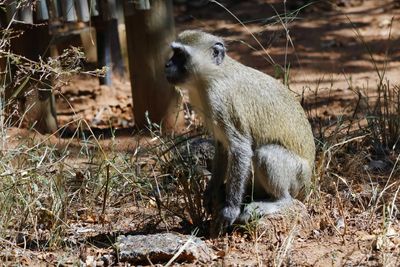 _MG_6916 Monkey.jpg