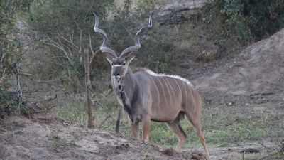 _MG_7063 Kudu.jpg