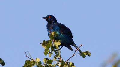_MG_7210 Cape Starling.jpg