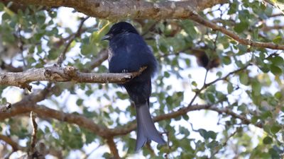 _MG_7316 Fork-tailed drongo.jpg