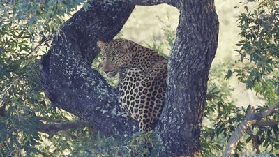_MG_7401 leopard looking.jpg