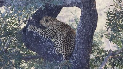 _MG_7406 leopard scrabbling.jpg