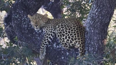 _MG_7443 sleeping leopard closeu[p.jpg