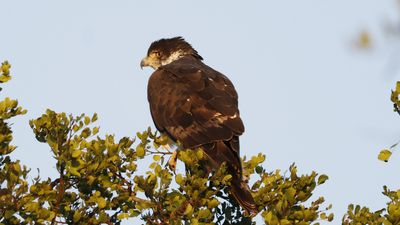 _MG_7575 African Hawk Eagle.jpg