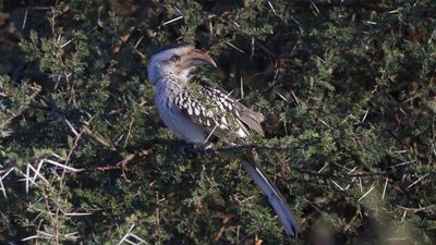 _MG_7578 Southern yellow-billed hornbill.jpg