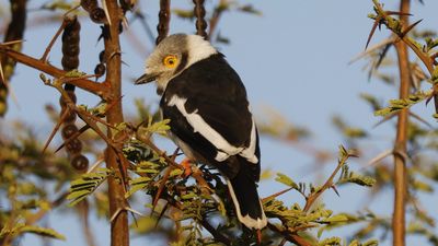 _MG_7601 White-crested helmetshrike.jpg